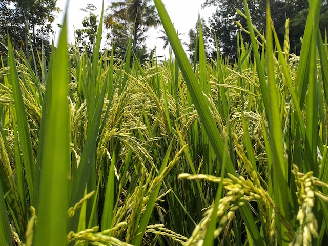 Rice Importing